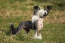 Kalimera's Spice N All Things N'Ice Chinese Crested