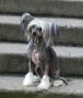 Volshebnaja Loshadka Prada Chinese Crested