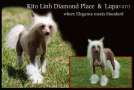 Kito Linh Diamond Place Chinese Crested