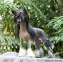 Moon Black Chinese Crested