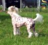 Perizad's Shen Chinese Crested