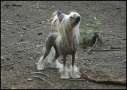 Wau Like a Queen Chinese Crested