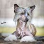 Lapinus Argos Legacy Acid Queen Chinese Crested