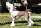 Bayshores The Naked Truth Chinese Crested