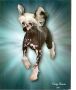  Hi-Life's Sirius Candy Shaqtacular Chinese Crested