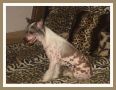 Dragon Hills Tina Marie Chinese Crested