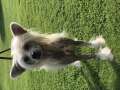 Baby Pearl Kansas Chinese Crested