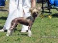 K'icy Motylek Bialy Chinese Crested