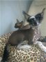 Ksolo Club Jaklin Chinese Crested