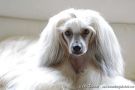 Old Chum's Real Treasure Chinese Crested