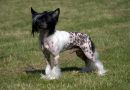 Hojrak z Krolestwa Agarthi Chinese Crested