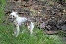 Emi z Chmielnik Chinese Crested