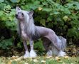 Artic Flyer's Queen of the Night Chinese Crested