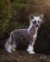 Piedmont Kaylen's the Ringmaster AOM Chinese Crested