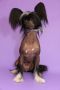Zara Angelika Ognenny Lotos Chinese Crested