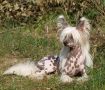 Laureola's Lollypop Chinese Crested