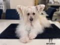 AMBER White Fusion Chinese Crested