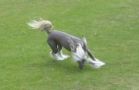 Away With The Fairies Chinese Crested