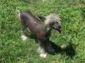 Mstical Lady Eclipse Chinese Crested