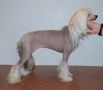 Copper Hills Miss Isadora Darling Chinese Crested