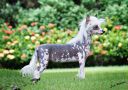 Lapinus Candy Crush Chinese Crested