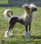 Jet Set Little Champs Chinese Crested