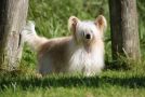 Crestiny's Above The Sky Chinese Crested