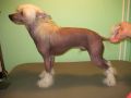 Wild At Hardt In The Nude Chinese Crested
