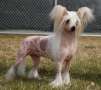 Crestyle AuPair Most Wanted HL Chinese Crested