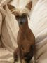 Sing Song Billy Boy Chinese Crested
