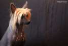 Tiffany z Wolki Chinese Crested