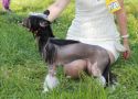 Grand Show Kaliziya Chinese Crested