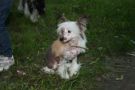 Alek's Lucija Magik Dog Chinese Crested