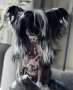 Epadalens Hysteria Chinese Crested