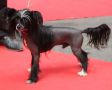 French Lover Chinese Crested