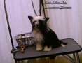 Cat's China Dogs Countess Yasemine Chinese Crested