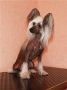 Coco Chanel Chinese Crested