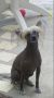 Grgory des Fils du Rugby Chinese Crested