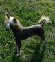 Doucai's TrueCrested Chinese Crested
