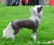 Sunstreaker Just The Ticket Chinese Crested