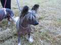Cazants Caribbean Queen Chinese Crested