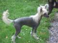 Angel Look Blue Firefly Chinese Crested