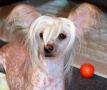 Oldridg-Bjanka iz doma Stelan Chinese Crested