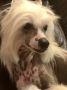 Cosmic?s Bring on the Rayne Chinese Crested