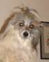 Belledais Bel Canto Chinese Crested