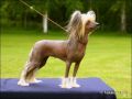 Joyway's Queen Cleopatra Chinese Crested