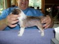 AuPair Musketeer Athos Chinese Crested