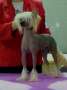 Famous Unfolding Dream By Angel Wings Chinese Crested