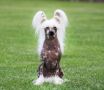 CH.PL. Liberty Winning Smile Chinese Crested