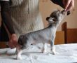Grand Sariolo Veritable Diamond Chinese Crested